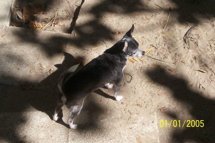 Gator - Chihuahua Mâle (14 ans)