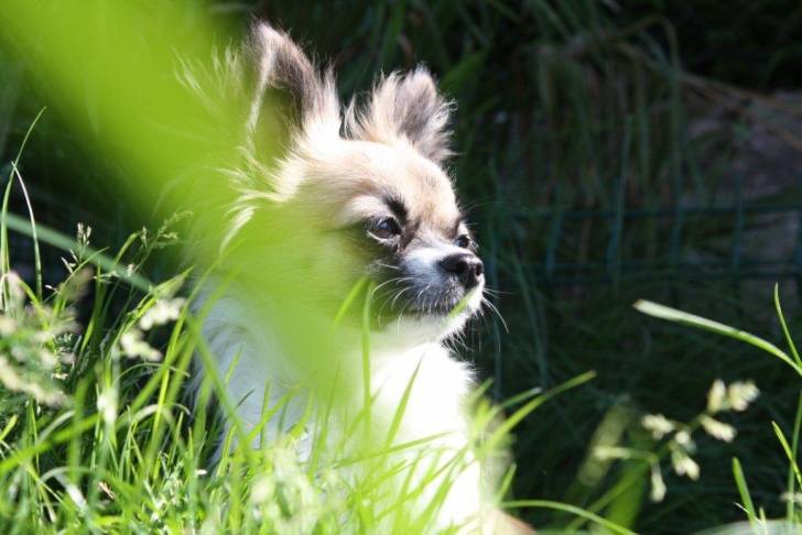 DIAM'S - Chihuahua (5 ans)