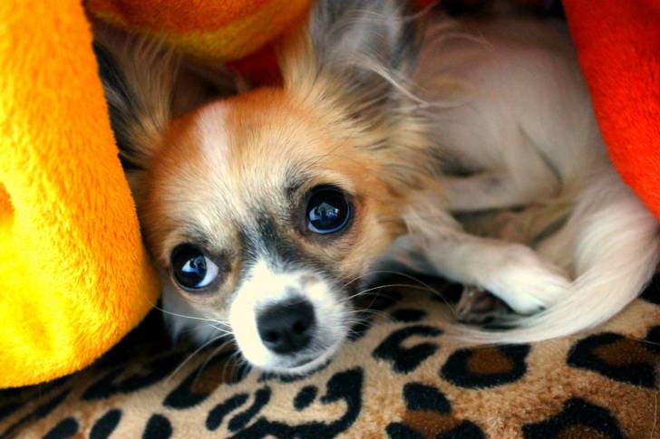 Nika - Chihuahua (9 mois)
