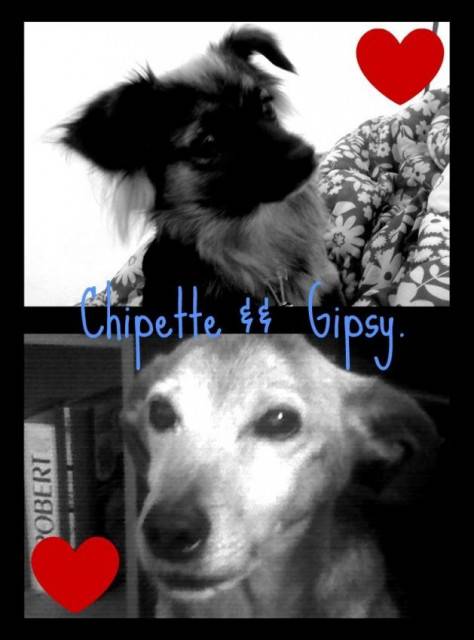 cloe and luna - Chihuahua (10 mois)