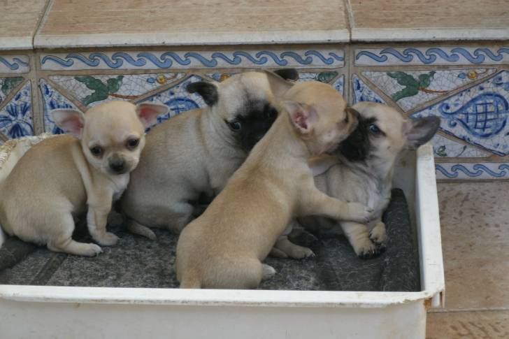 Chihuahuas - Chihuahua