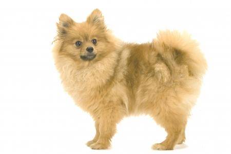 Jymmi - Chihuahua (1 an)