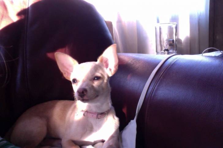 Nova - Chihuahua (9 mois)