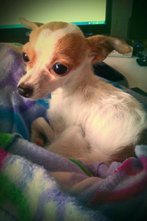 Savannah - Chihuahua (2 ans)