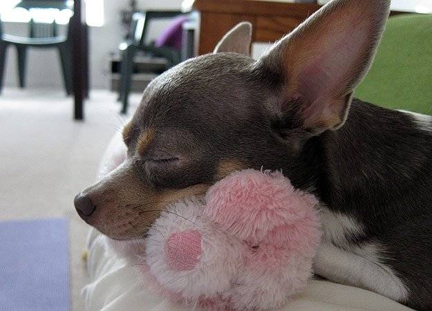 Tia - Chihuahua (2 ans)