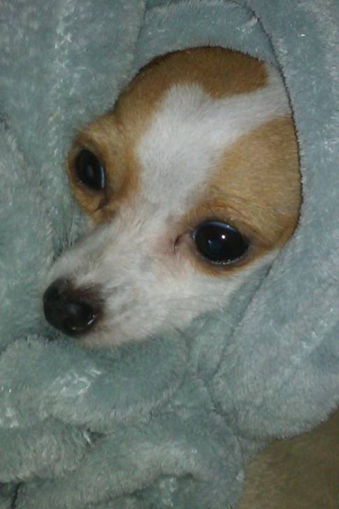Savannah - Chihuahua (1 an)