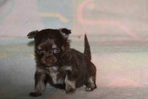icéo - Chihuahua Mâle (2 mois)