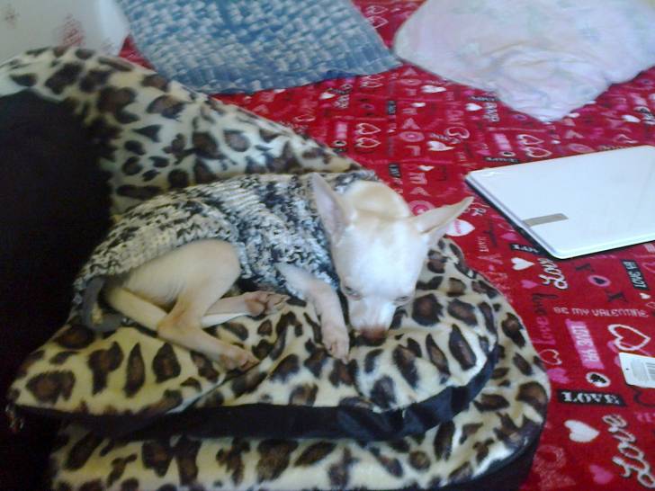 Lola, notre amour de chichi - Chihuahua (2 ans)