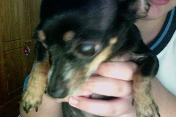 Nerea - Chihuahua (7 ans)