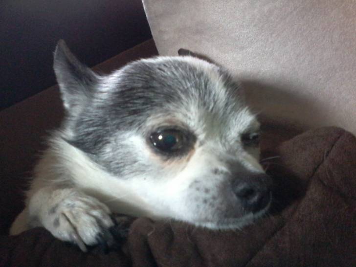 Courage - Chihuahua Mâle (15 ans)