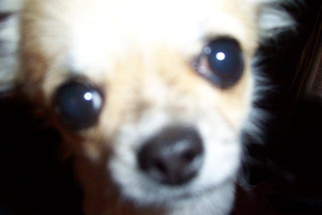Chihuahua : Babylone - Chihuahua