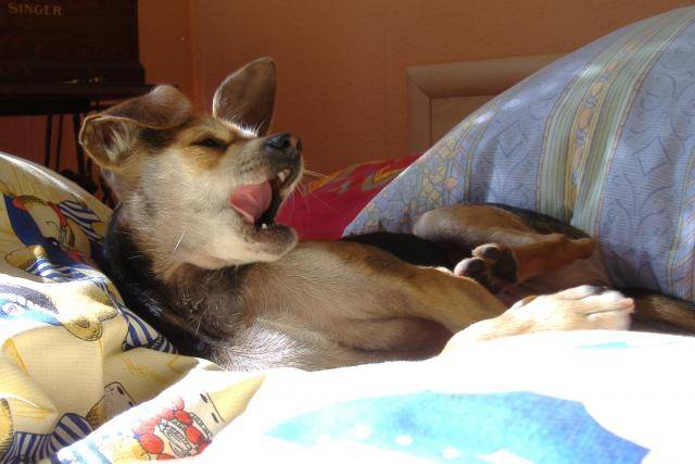 croisé pinscher-chihuahua. POUPOUNE - Chihuahua