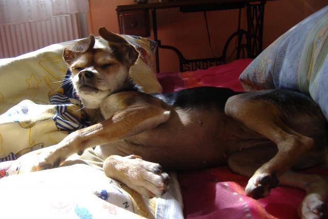 croisé Pinscher-Chihuahua - POUPOUNE - Chihuahua