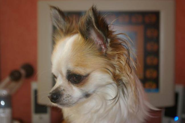 Don Quichotte, chihuahua 2 ans et demi - Chihuahua (2 ans et demi)