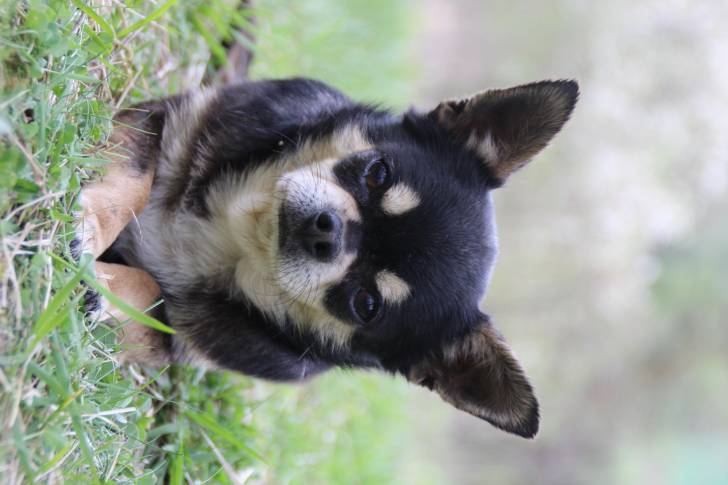 Gossederiche de Misandre - Chihuahua Mâle (6 ans)