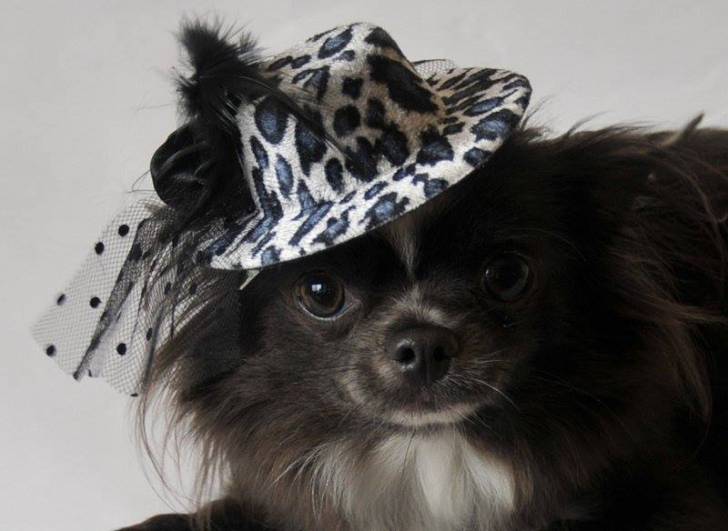 Love - Chihuahua (2 ans)
