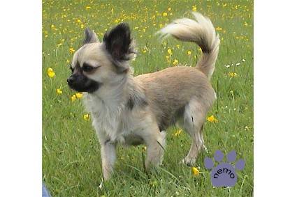 Mon premier chihuahua miniature - Chihuahua