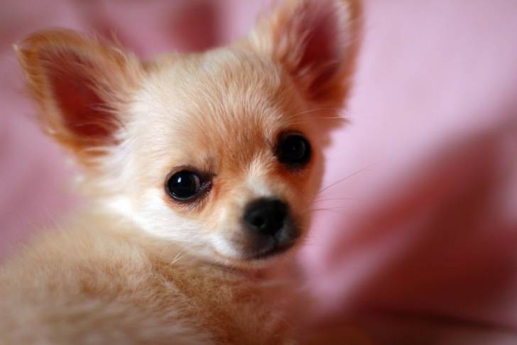 Photo Chihuahua