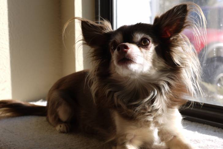 Photo Chihuahua