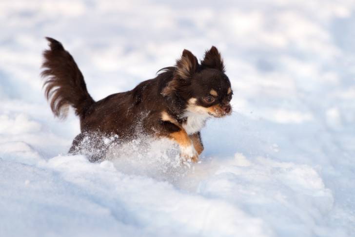 Un Chihuahua en train d'avancer dans la neige