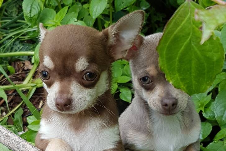 Roudoudou - Chihuahua