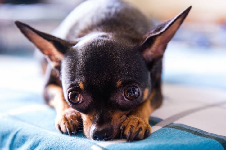 Un Chihuahua allongé dans un grand lit