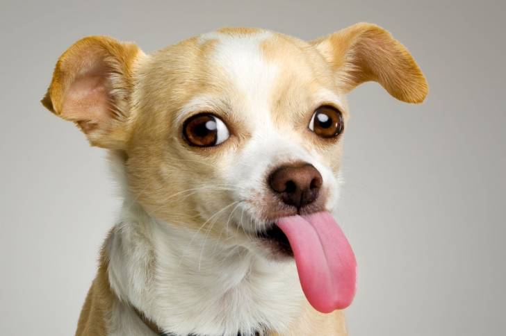 Photo Chihuahua