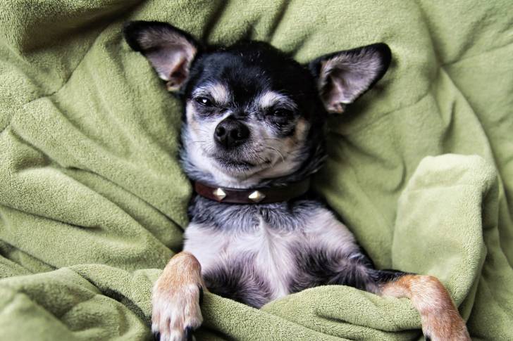 Photo Chihuahua