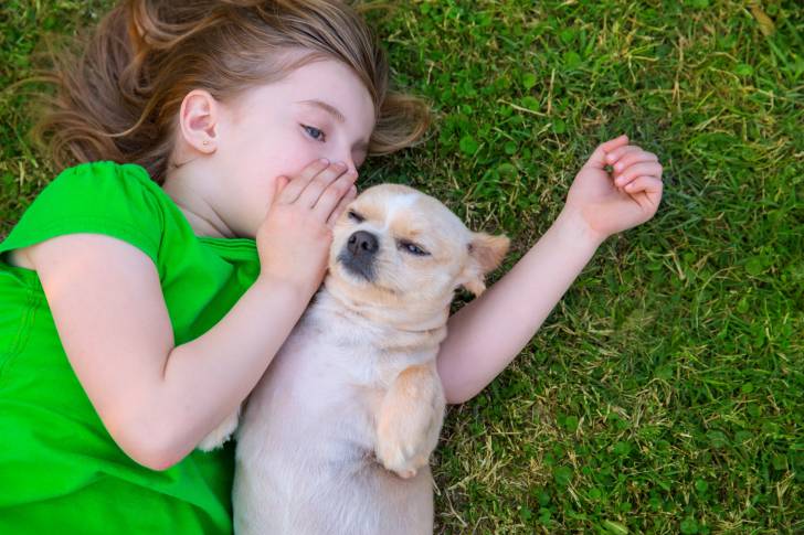 Un Chihuahua et une petite fille