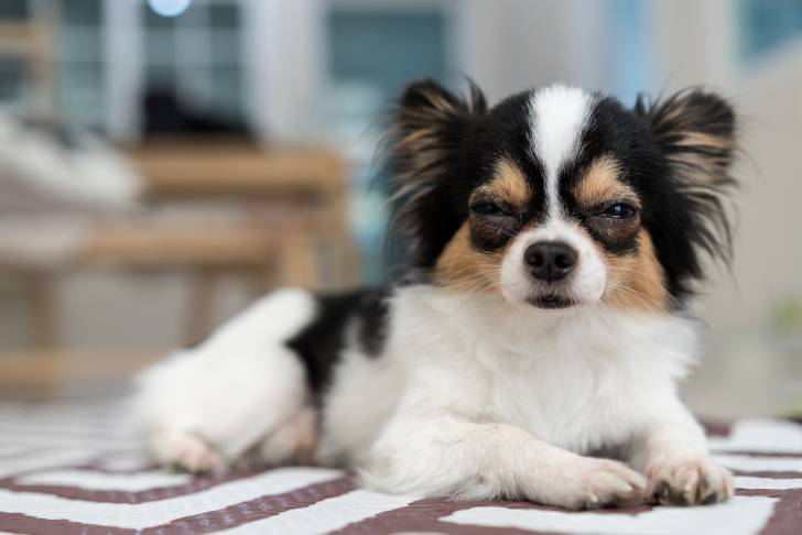 Un petit Chihuahua fatigué allongé sur une table