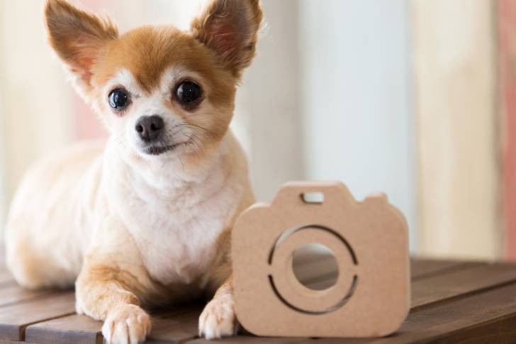 Un Chihuahua allongé sur une petite table en bois