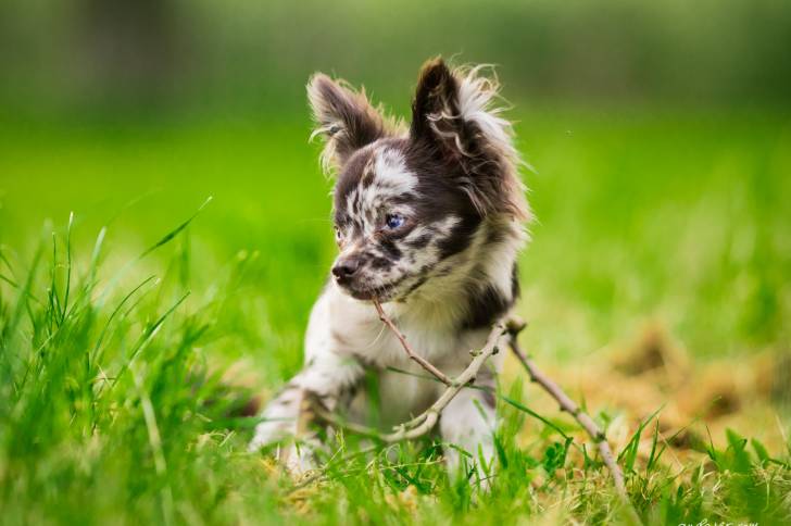 Un Chihuahua bleu merle assis dans un jardin