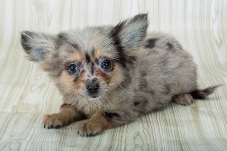 Photo Chihuahua
