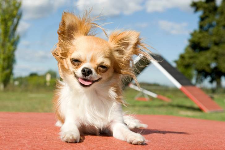 Photo Chihuahua