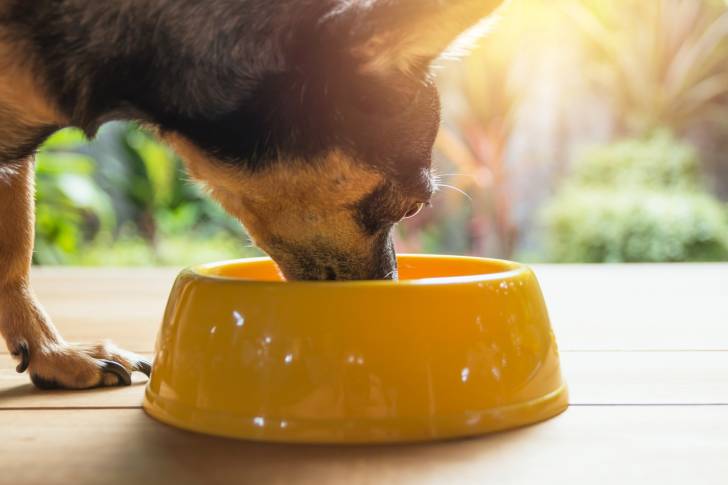 Un Chihuahua en train de manger dans sa gamelle