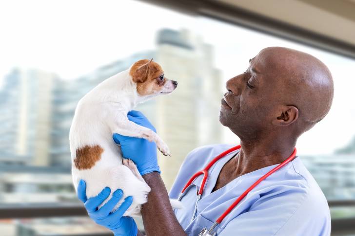 Un Chihuahua en visite chez le vétérinaire