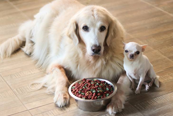Un Chihuahua et un autre chien attendent devant une gamelle de croquettes