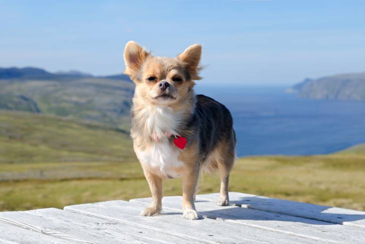 Photo Chihuahua
