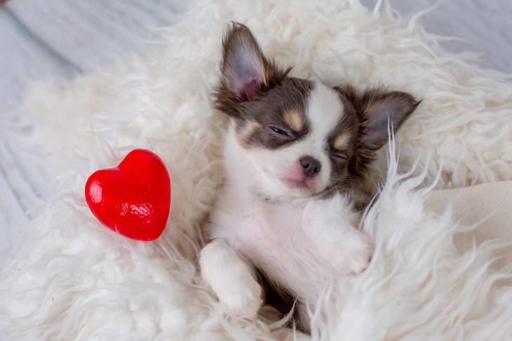 Photo Chihuahua