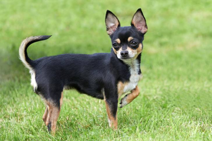 Photo Chihuahua