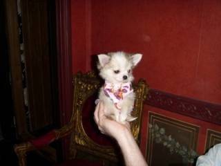 chloe - Chihuahua (1 an)