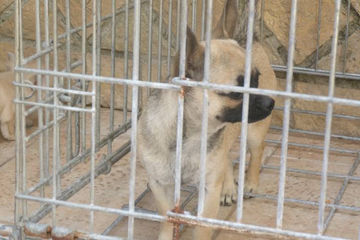 Kimera - Chihuahua (11 mois)