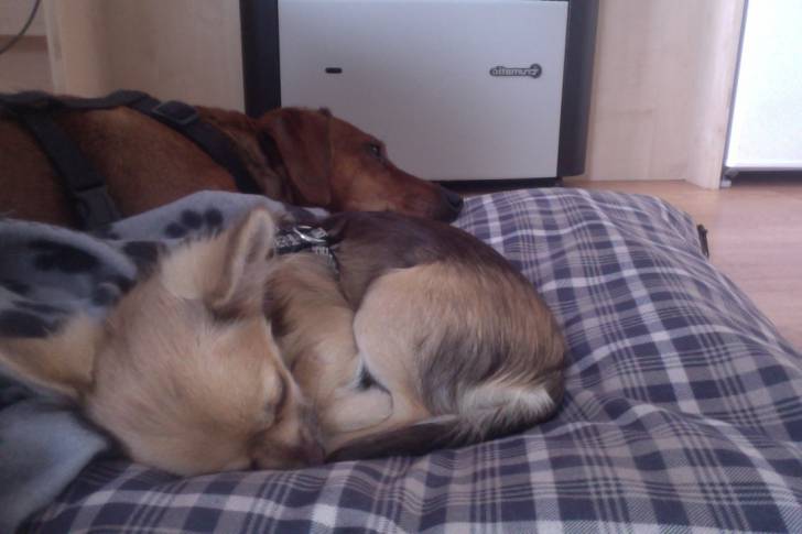 Bonnie - Chihuahua (5 mois)