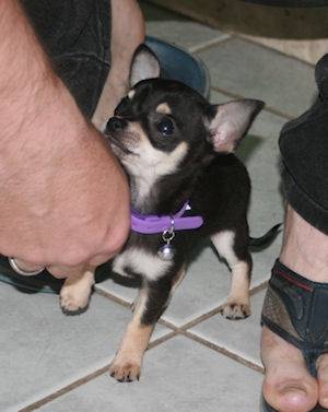 Hannibal - Chihuahua Mâle
