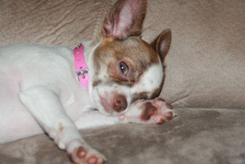 Clarice - Chihuahua