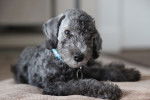 Photo Bedlington Terrier