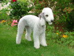Photo Bedlington Terrier