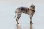 Photo Bedlington Terrier