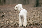 Photo Bedlington Terrier