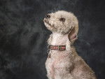 Photo Bedlington Terrier